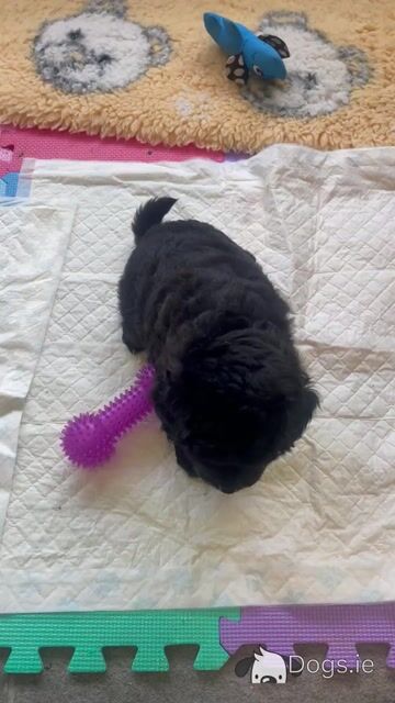 Miniature Aussie Doodle female puppy in Down - Video
