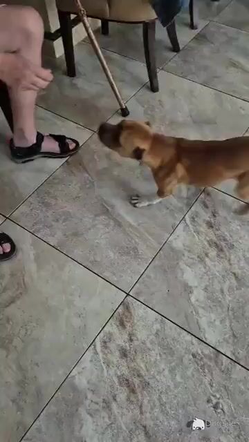 Red and White male Staffordshire bull terrier  6 months old in Limerick - Video