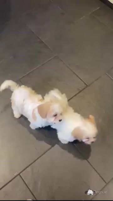 Adorable Cavachon male puppy in Sligo - Video