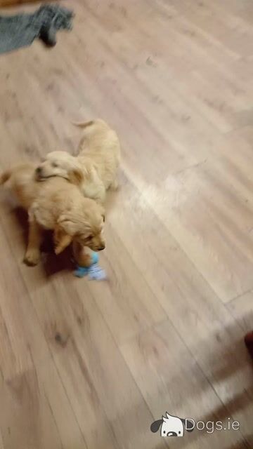 First Generation Goldendoodle puppies in Carlow - Video