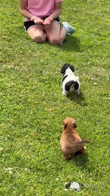 Stunning Small Breed Jack Russell Pupies - Video