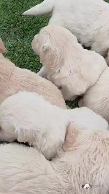 🌟✨🌟✨CHUNKY GOLDEN RETRIEVER PUPPIES FOR SALE IKC(PENDING) - Video