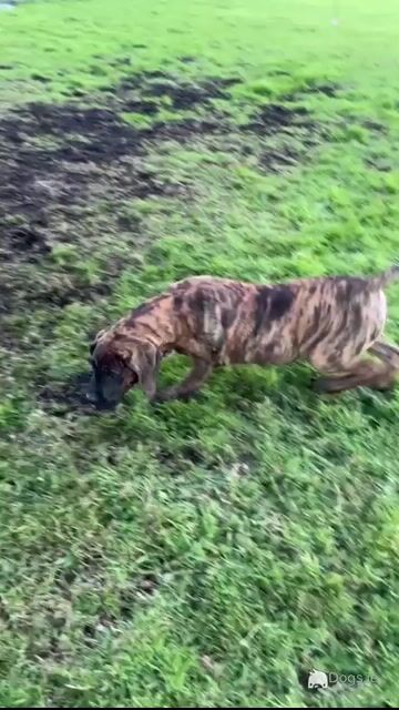 Male Presa Canario puppy for sale in Westmeath - Video