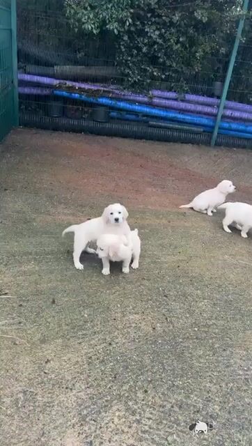 Beautiful Golden Retriever puppies for sale in Wexford - Video