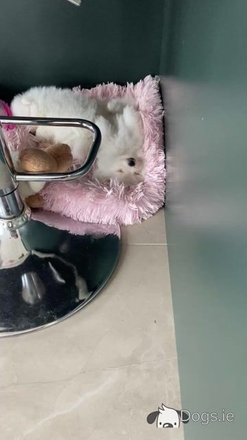 Beautiful Rare Pure White Pomeranian male - Video