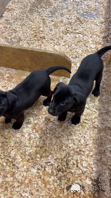 IKC Labrador Female pups. Hunting pedigree. F.T.ch lines - Video