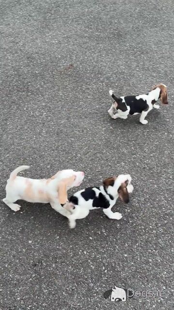 Beautiful Beagle puppies in Wexford - Video