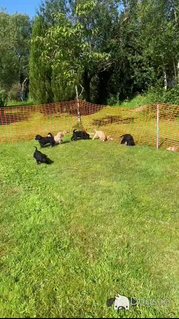 Gorgeous Standard Poodle puppies in Donegal - Video