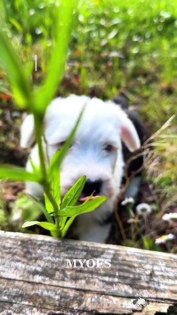 Health tested purebred IKC Registered Old English Sheepdog puppies for sale in Wexford - Video