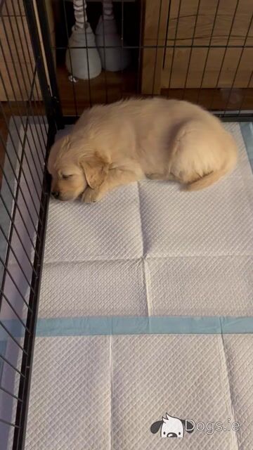 Golden Retriever puppies in Tipperary - Video