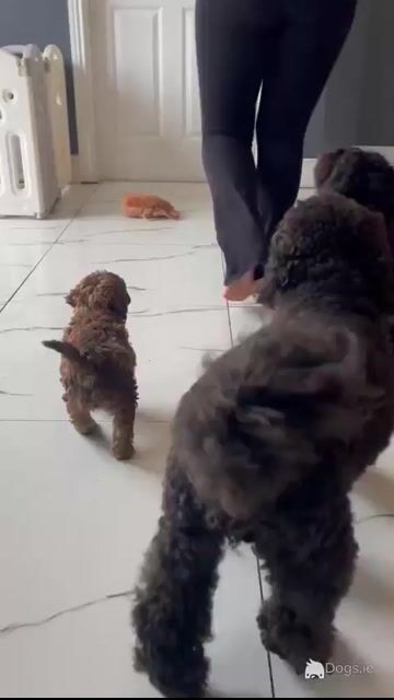 (All pups on hold)Registered Breeder / Toy Cockapoo puppies in Wexford - Video