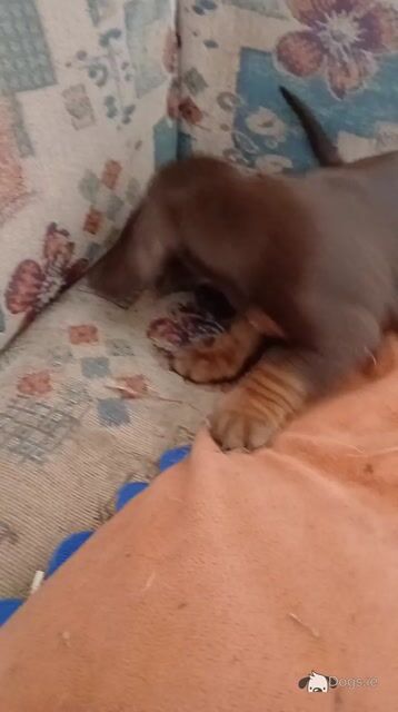 1 male Miniature chocolate Dachshund puppy in Kerry - Video