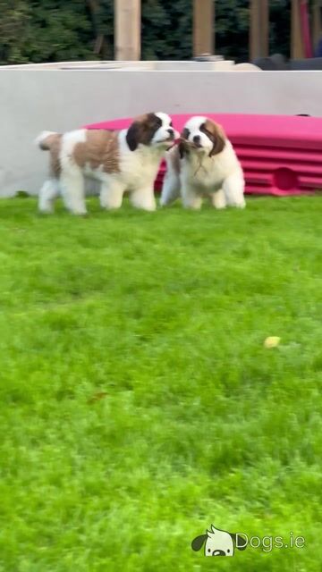 Champion Bloodlines IKC Registered Long Coat St. Bernard puppies in Limerick 🐾🏆 - Video