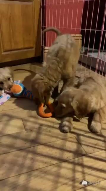 Gorgeous female Cockapoo puppies in Wexford - Video