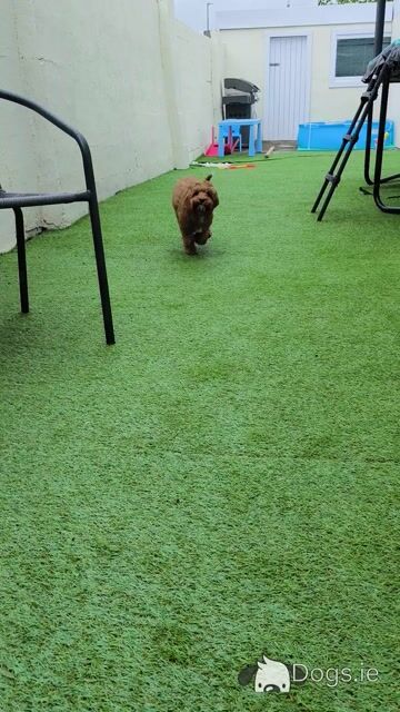 Adorable and Affectionate Cavapoo puppy looking for his family - Video