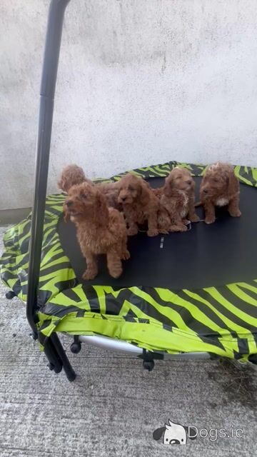 Stunning Royal Red Miniature Cockapoo puppies 🐶🐶 in Kilkenny - Video