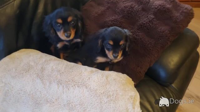 Affectionate & Quiet Stunning Cavalier King Charles Spaniel puppies in Mayo - Video