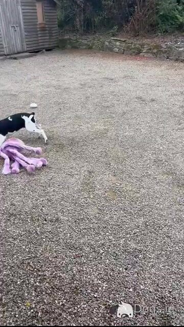 Female Beagle x Cocker Spaniel - €200 - Video