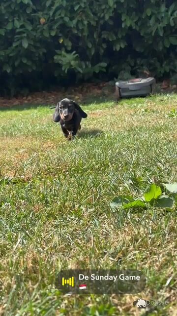💙💙 Beautiful Male Dachshund Puppy 💙💙 in Carlow - Video