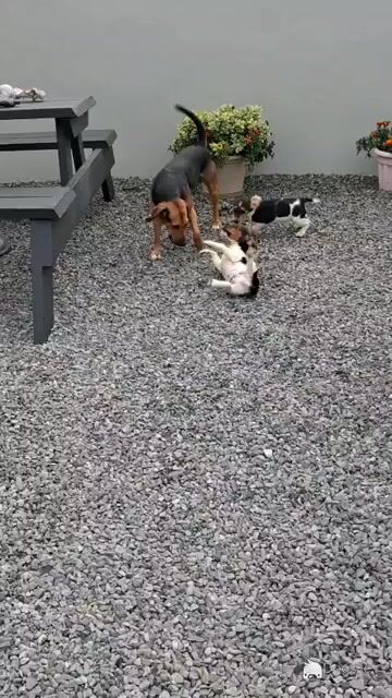 Teagle (Beagle x Parson Russell Terrier) pups for sale in Tipperary - Video