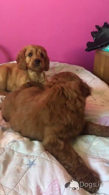 2 Miniature Irish Doodle puppies in Tipperary - Video