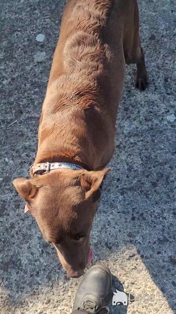 Female Chocolate Labrador in Roscommon - Video