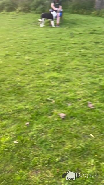Border Collie 'Sheepdog' (working) puppies in Kilkenny - Video