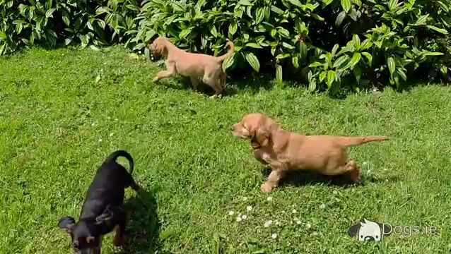 Beautiful 8 week old Red Setter x Newfoundland cross puppies in Tipperary - Video
