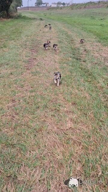Beautiful Beagle puppies in Tipperary - Video