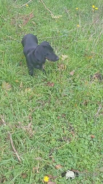 5 month old male Dachshund puppy for sale in Cork - Video