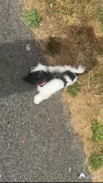 Max is a loving Black & White male Shih Tzu puppy in Dublin - Video