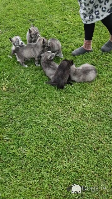 Only one female Husky puppy left in Wexford - Video