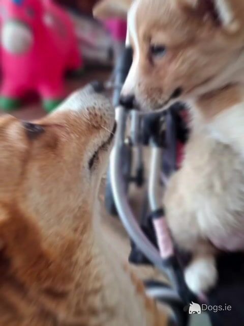 Female Welsh Corgi Pembroke puppies in Waterford - Video
