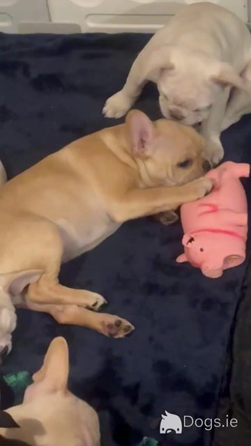 Beautiful French Bulldog puppies in Dublin – Loving, Healthy & Ready for Their Forever Homes - Video