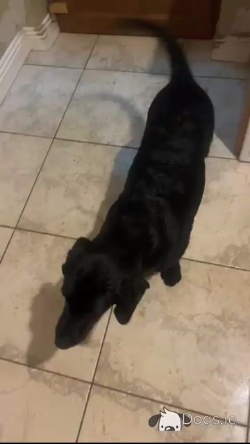 Playful male Labrador retriever puppy 4 months old in Limerick - Video