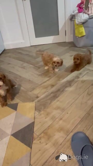 Beautiful Cavapoo puppies 🐶🐶 - Video