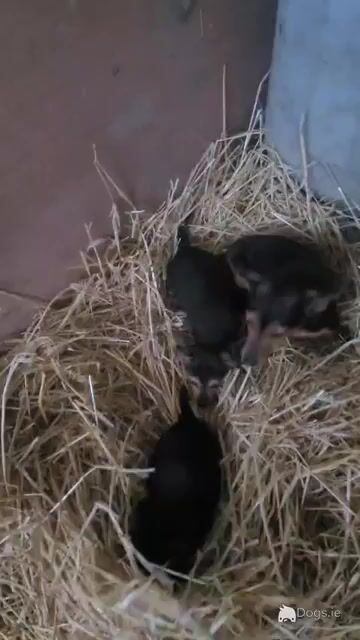 Black & Tan Miniature Jack Russell puppies 6 months old for sale in Tipperary - Video