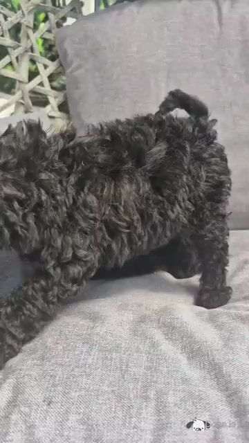 Toy Poodle puppies in Sligo - Video