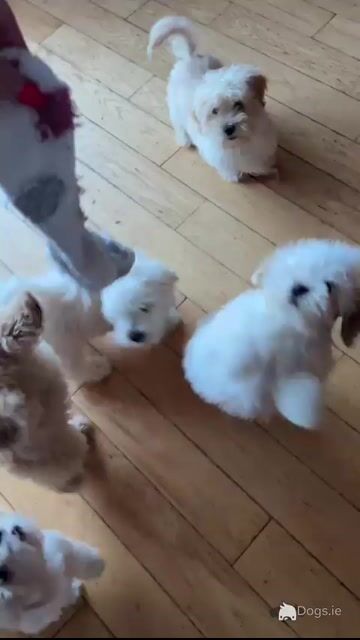 Maltipoo puppies 🐶 (Maltese x Poodle) in Roscommon 086 1650340 - Video