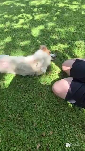 Jack Russell cross pups - Video