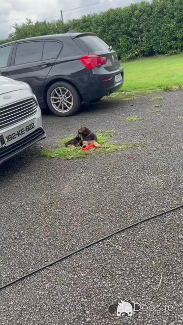 German Shepherd pups( ikc registration pending) - Video