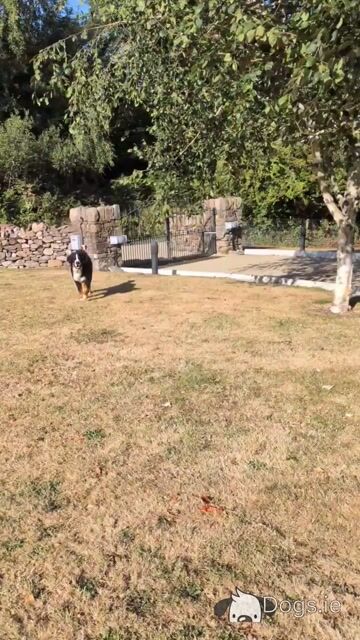 Hip/elbow scored IKC Teddy the Bernese Mountain Dog - Video