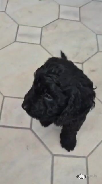 Stunning Cockapoo puppies male in Sligo - Video