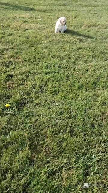 Labrador puppies in Offaly - Video