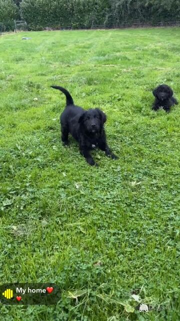 🤎🤎 Beautiful Bernadoodle puppies in Carlow 🤎 🤎 - Video