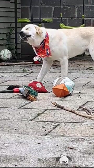 Beautiful Purebred male Golden Labrador Retriever puppy 9 months old in Laois - Video