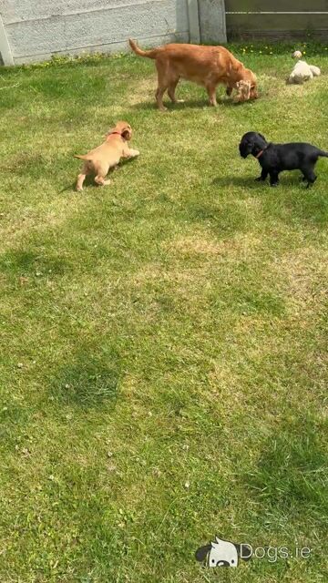 Cocker Spaniel puppies in Tipperary - Video