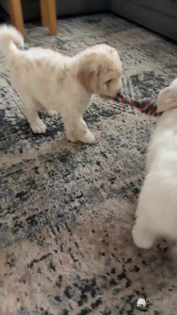 Goldendoodle Puppies for Sale - Video