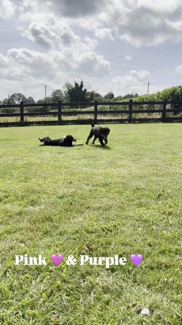 Stunning Rottweiler puppies in Derry (IKC Registration in Progress) - Video