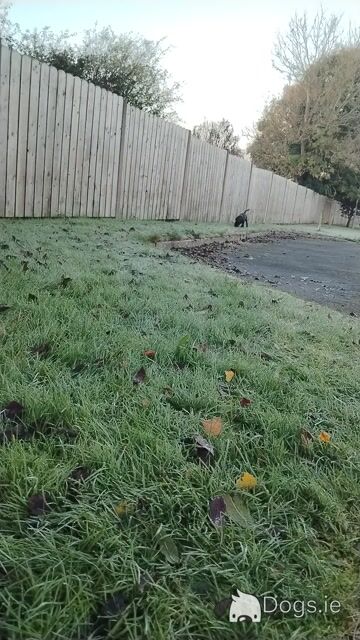 Male Labrador puppy in Ennis - Video